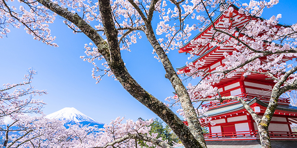 都内はいつ桜が見れる？　2017年の桜開花予想